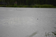Ikke mange fugler på vannet nå