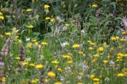 Blomster over alt og en og annen sommerfugl