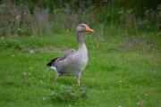 Her kommer en Grågås spaserende