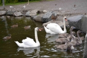 Her en Knoppsvanene med seks unger