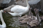 På forrige tur tok vi bilder av små nøster, kanskje det er noen av disse?