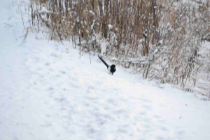 Østensjøvannet 16 desember 2017