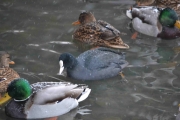 Selv under brua for de snø på seg når det blåser så fælt