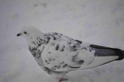 Heter den bare hvit Due eller kalles den noe annet? Tam var den også, ikke redd i det hele tatt