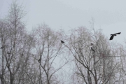 Kråkene flyr også men ikke så lett å ta bilde av dem i luften
