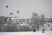 Vi tar noen bilder av Duer i luften