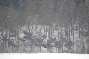 En hel dag skal jeg ligge her, bare for og ta et bilde av et dyr eller fugl på andre siden
