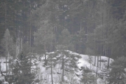 Eller en Elg, det har vi ikke i hagen, det er det bare Knut som har