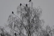5 store Kråker i treet framfor oss