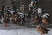 Nå har vi kommet til den første foringsplassen under brua hvor vannet er åpent
