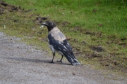 Kråka er på plass også
