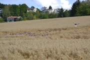 Nå nærmer vi oss Grågås flokken, burde ikke de ha dratt for lenge siden?