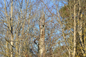 Østensjøvannet 18 november 2017