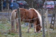 Og så ser vi en hest, gjerde gjorde sitt