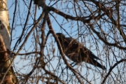 Synd at jeg ikke fikk skarpe bilder