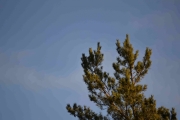 Trodde det var en fugl her, men ser ikke noe