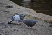 To by Duer og en er en smule interessert