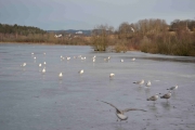 Måker og Ender er i flertall