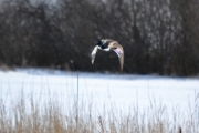 Så kommer det en and flyenes, vi har ikke kommet til fugl observatoriet en gang