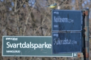 Blåmeisen viser vei i dag