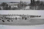 Skal bli spennende og se hvor mye som er åpent i februar det er meldt veldig kaldt da