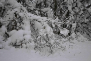 Der sitter det også en, godt gjemt bak litt snø