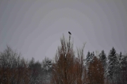 Men her har vi en fugl til høyt på toppen av det treet