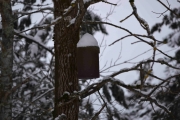 Til og med flaggermus kassene har snø på taket