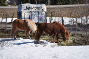 To hester eller skal vi si Ponnier?
