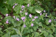 Vi starter med rosa/lilla blomster