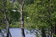 Til og med måkene må ha pause