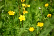 Skriver på gøy gule blomster