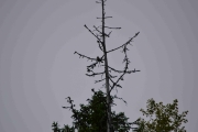 En fugl høyt oppe i treet