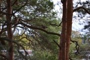 Så går jeg som alltid litt vekk fra stien og ser en fugl som Knut ofte har sendt meg fra Maridalen