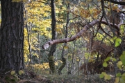 Uværet tidligere har også satt sitt preg på skogen, var det Knude den het?