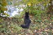Men en katt hadde vel aldri turt å fange en and?