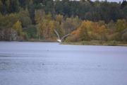 Tar bare noen bilder