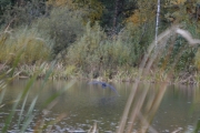 En fugl over vannet