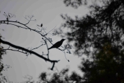 Helt utrolig at grenen holder, men hvordan fugl er det?
