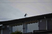 Du snakker om å se dårlig når jeg trodde at dette her var en fugl