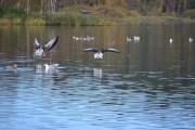 Her går vi inn for landing, og vi må se nærmere på landingen
