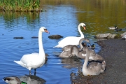 Svanefamilien