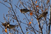 Er det Gråspurv eller Pilfink?