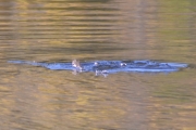 En halestjert som stikker opp av vannet