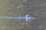 Hadde jeg ikke vist bedre hadde jeg trodd det var finnene på en fisk