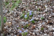 Østensjøvannet 8 april 2017 - Blomster