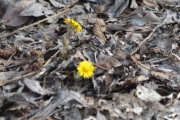 Østensjøvannet 8 april 2017 - Blomster