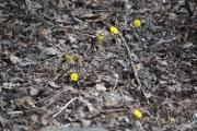 Østensjøvannet 8 april 2017 - Blomster