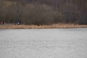Østensjøvannet 8 april 2017 - Fuglene er i flertall her