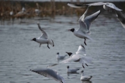 Østensjøvannet 8 april 2017 - Fugler i luften